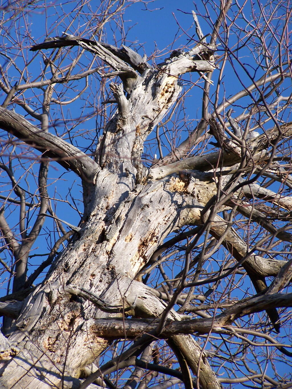 Photo: Tree