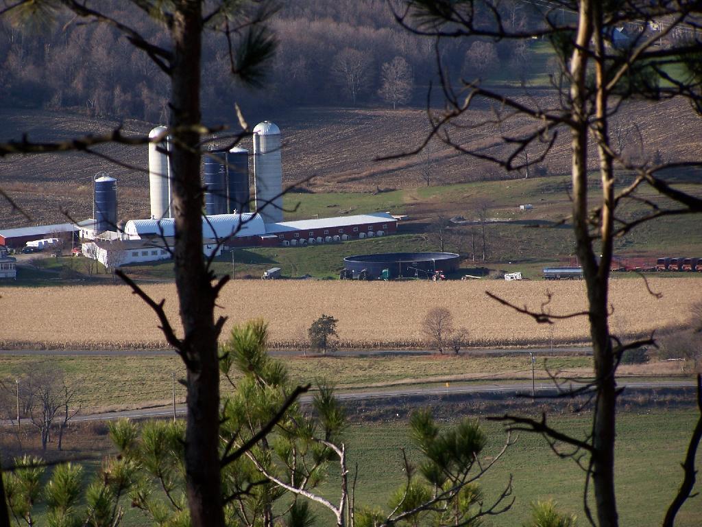 Photo: Meadowbrook Farm Through Trees