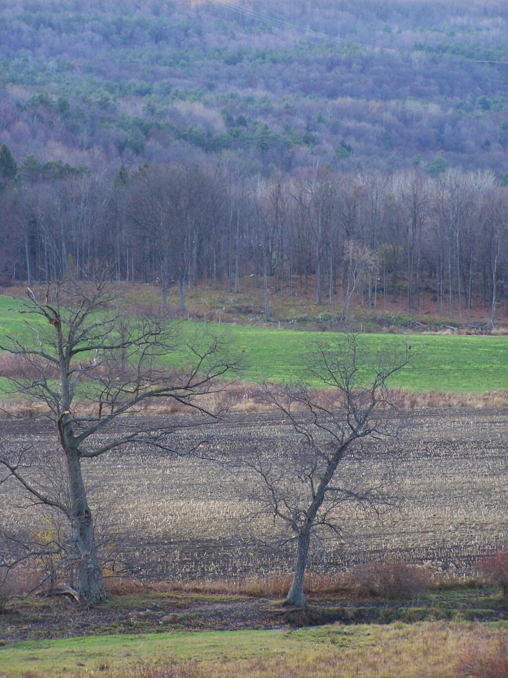 Photo: Harvested Corn