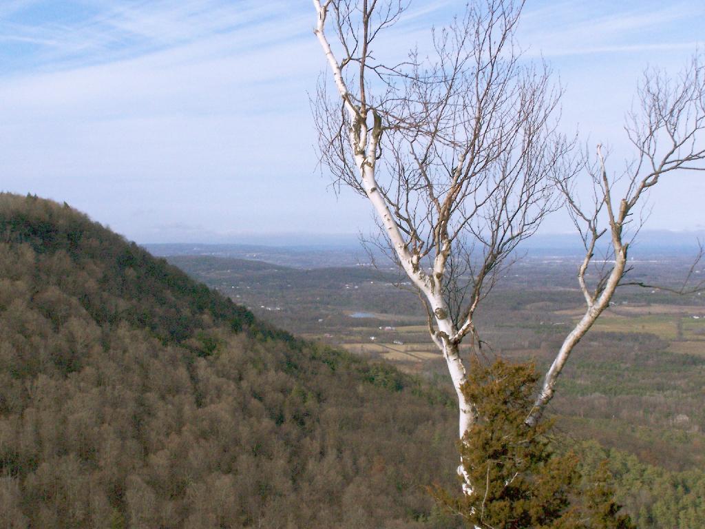 Photo: Birch