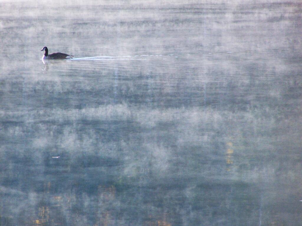 Photo: Duck