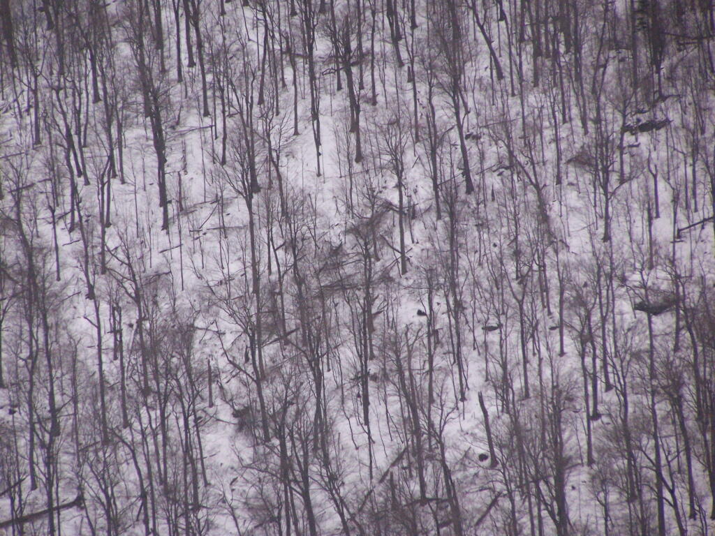 Photo: Blow-Down on Mount Greylock