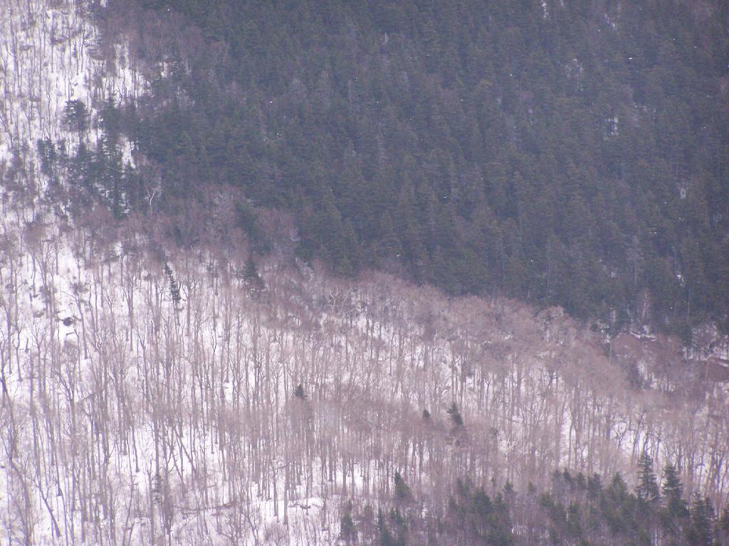 Photo: Coniferous and Deciduous Trees on Mount Greylock