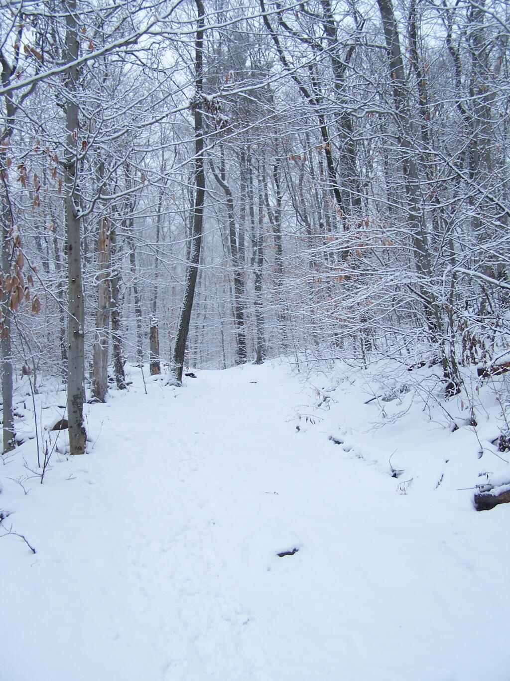 Photo: Snow Covered Woods