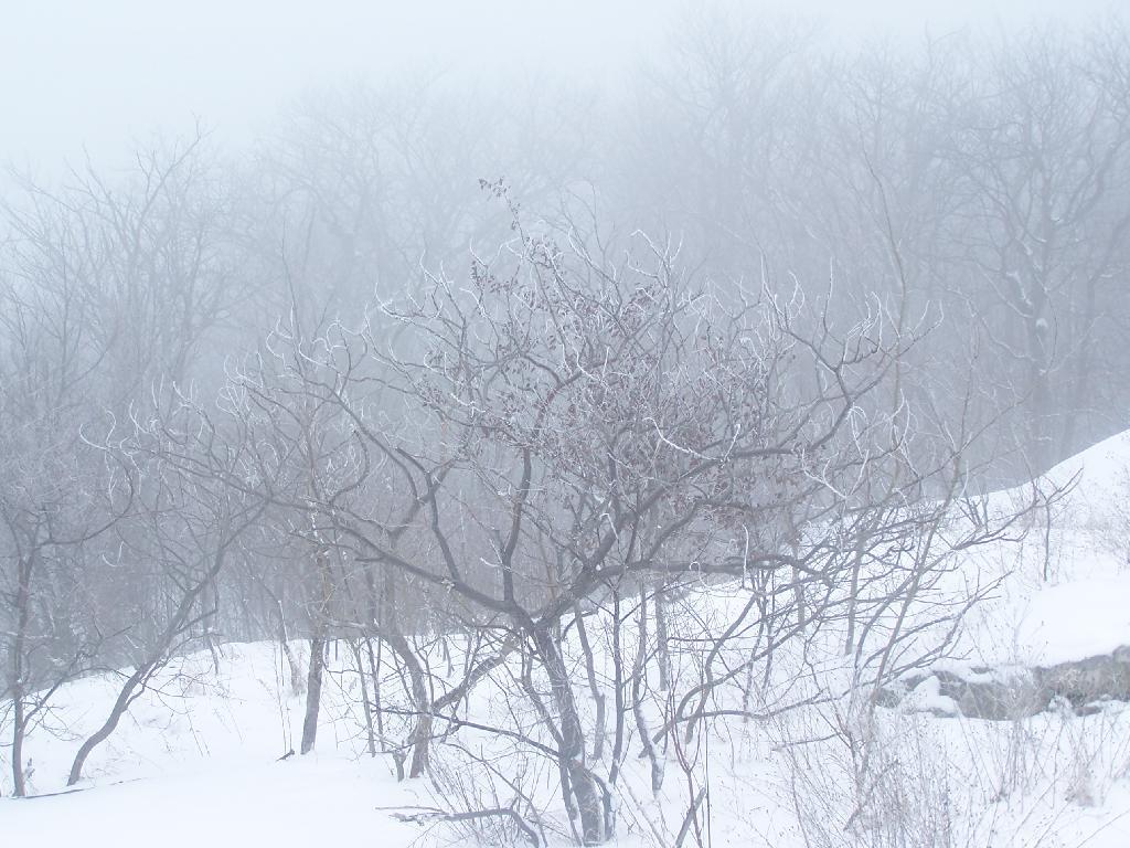 Photo: Snow on Snake Mountain
