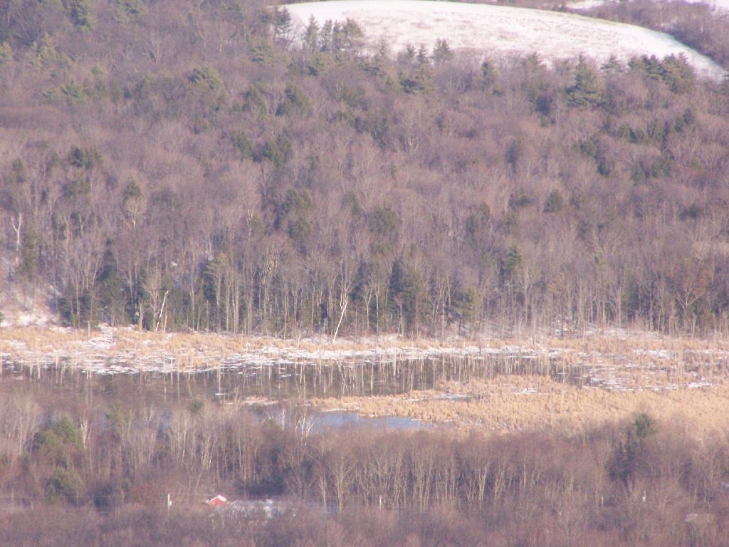 Photo: Altamont Swamp