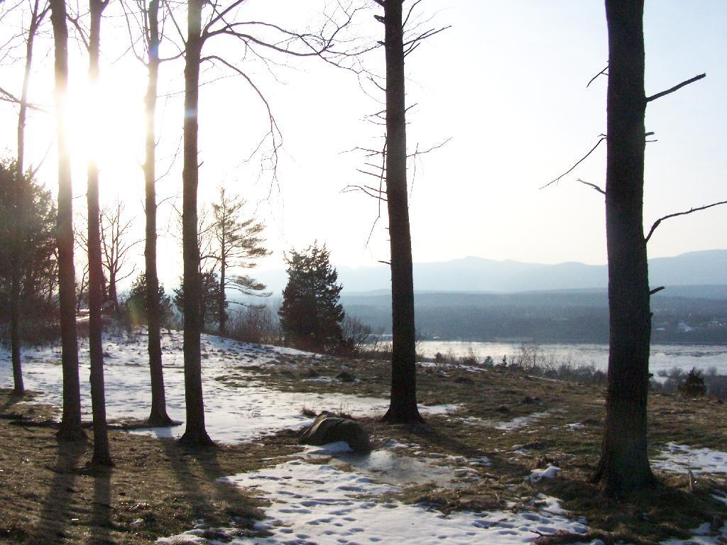 Photo: Sun Through the Trees