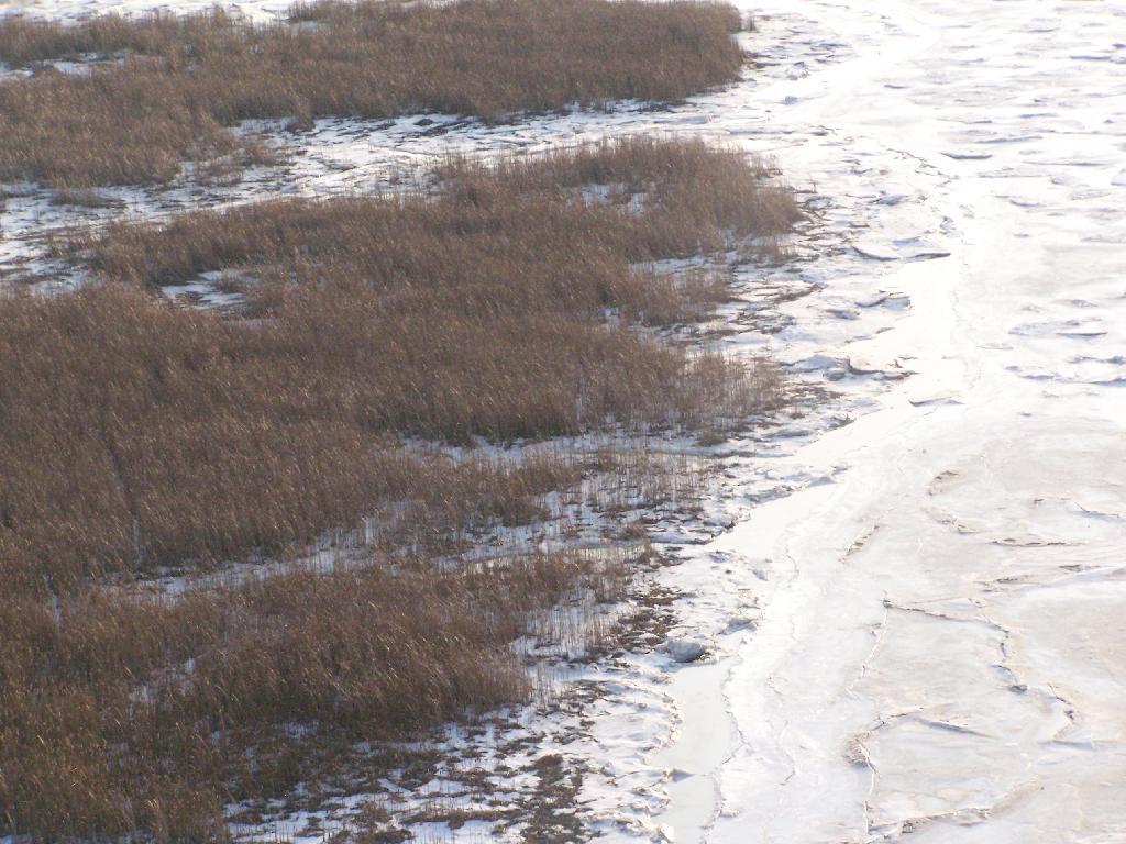 Photo: River Marsh