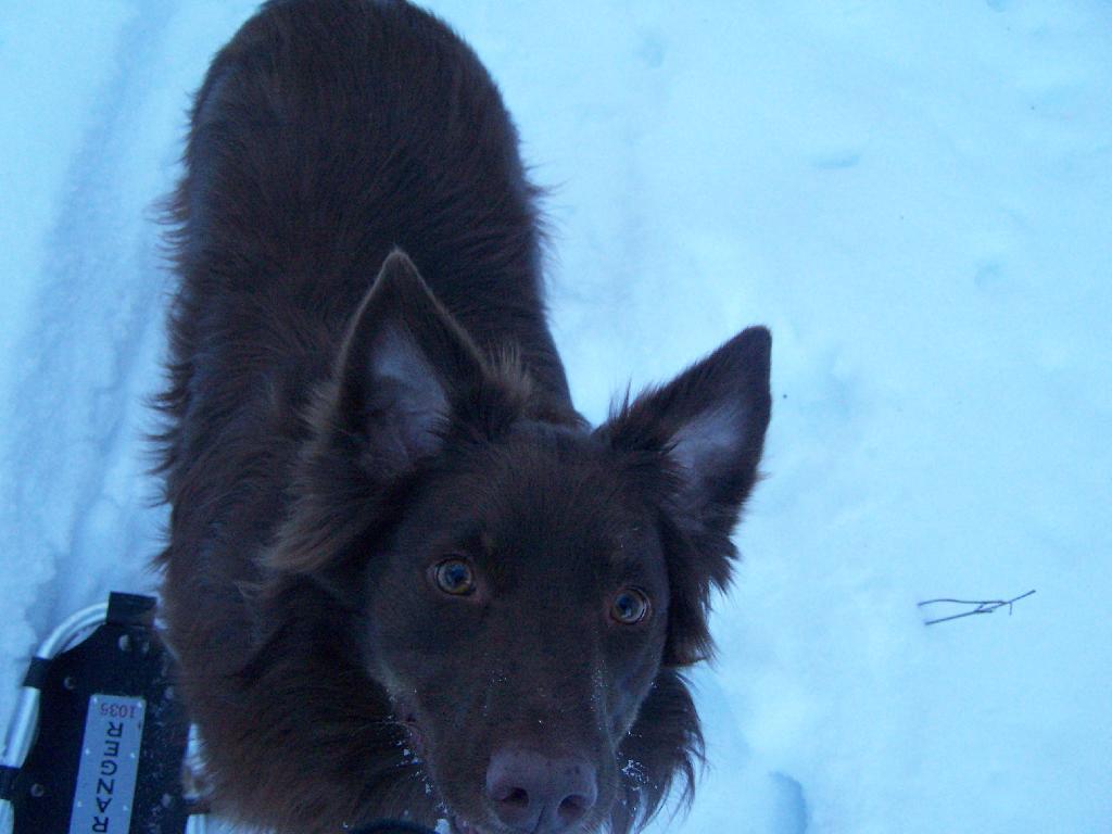 Photo: Dog Looks Up