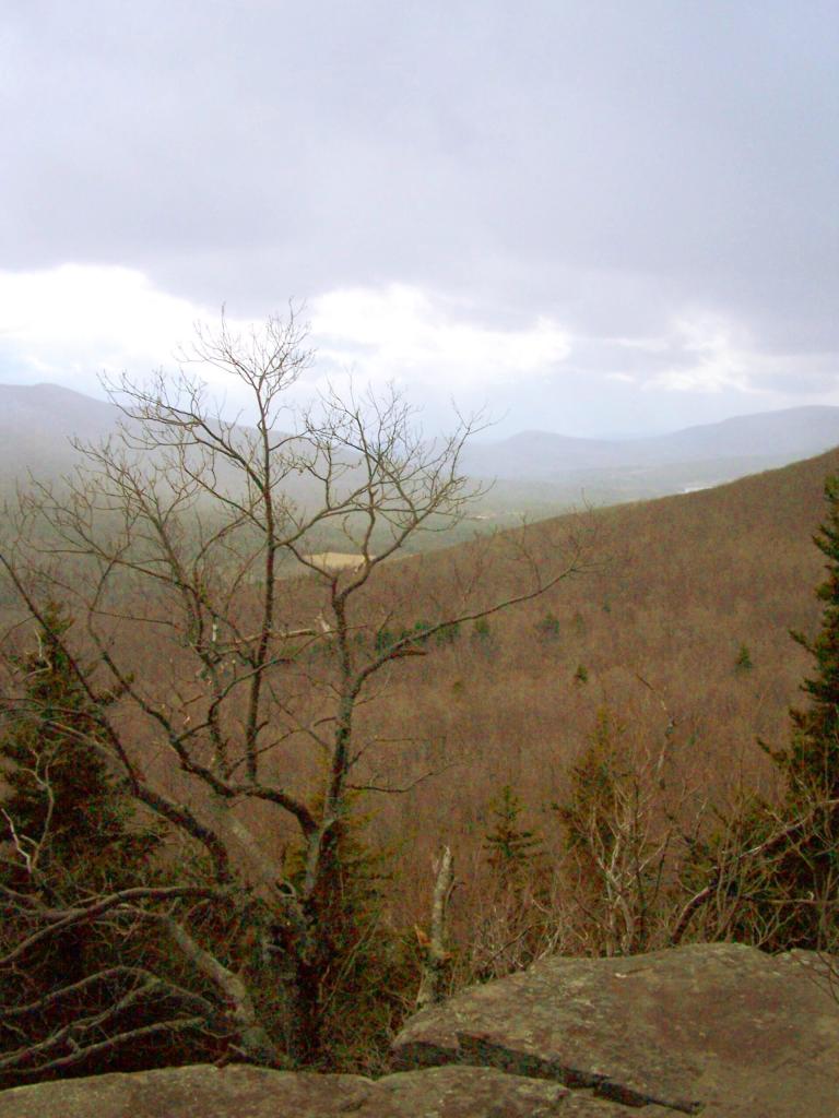 Photo: Tree