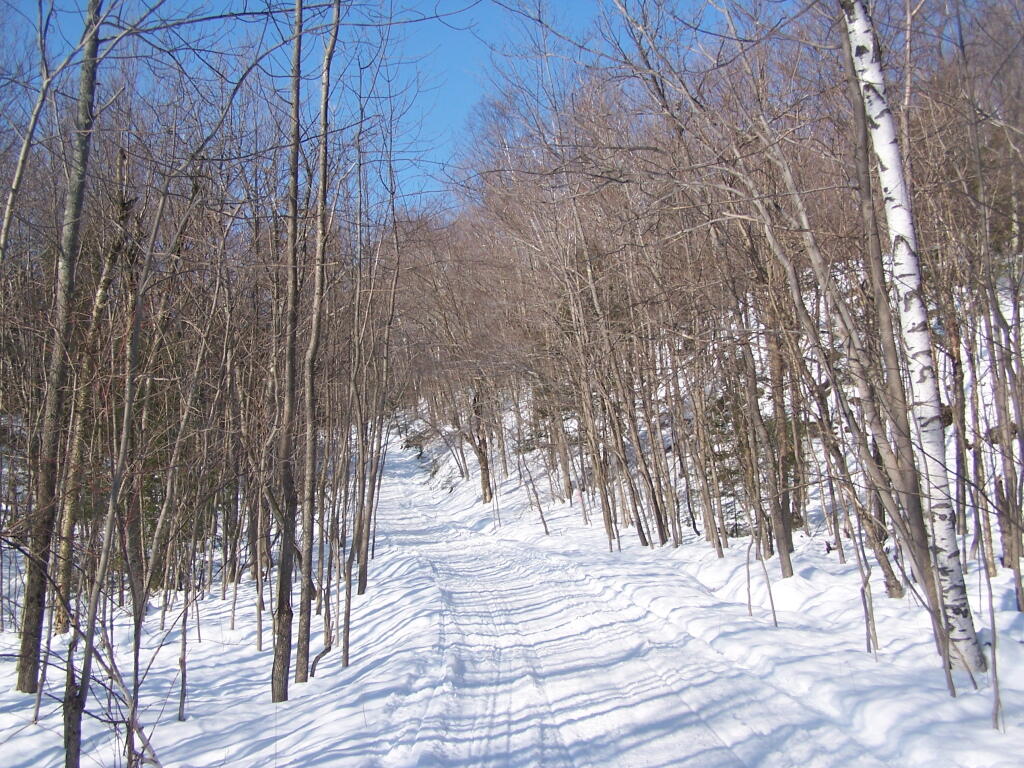 Photo: Bright Sunny Snowmobile Trail