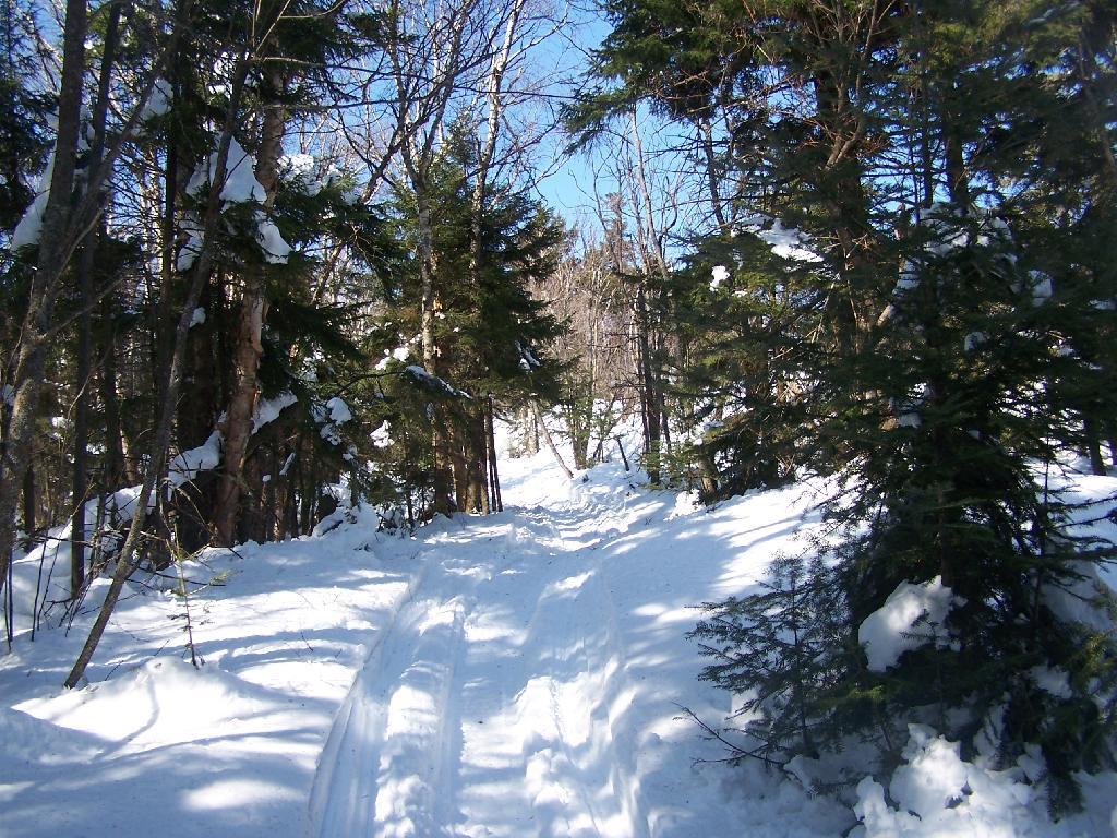 Photo: Narrow Snowmobile Trail