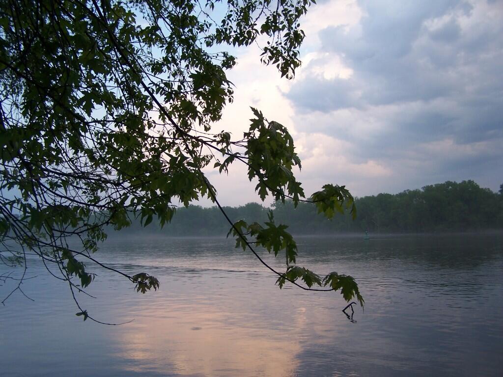 Photo: Wet Trees