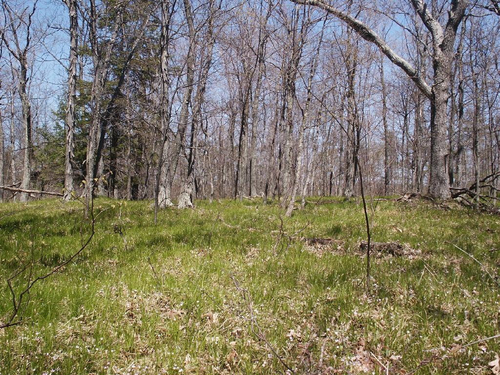 Photo: New Grass