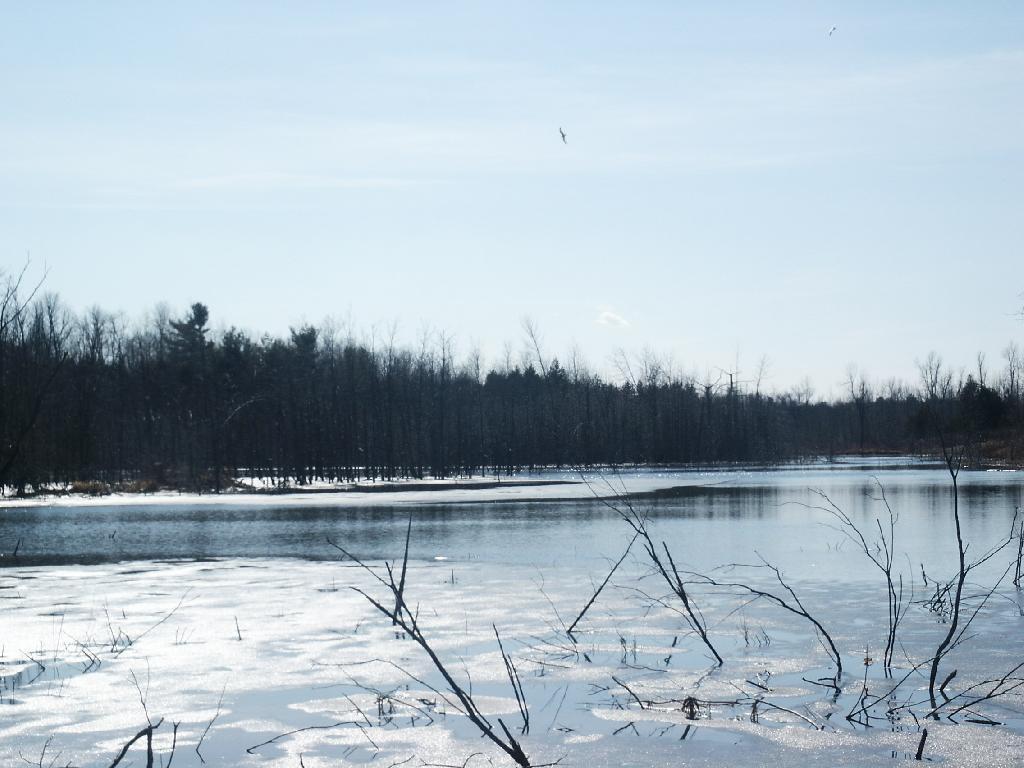 Photo: Wetlands