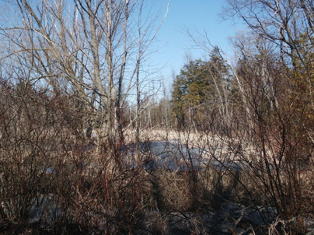 Photo: Swamp