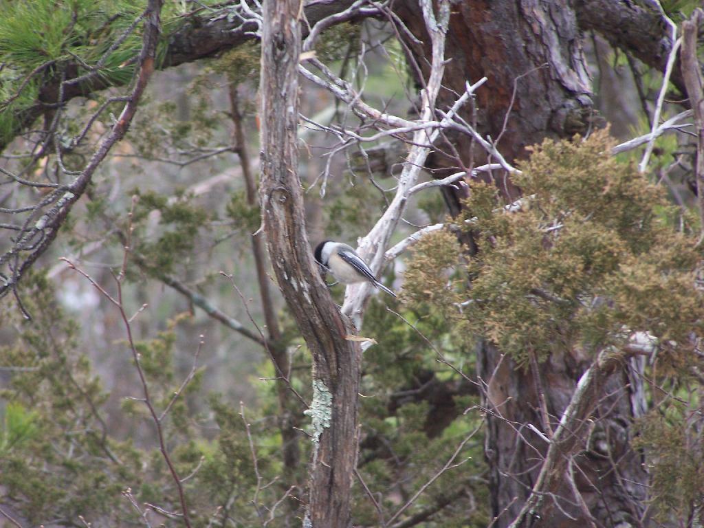 Photo: Wood Pecker
