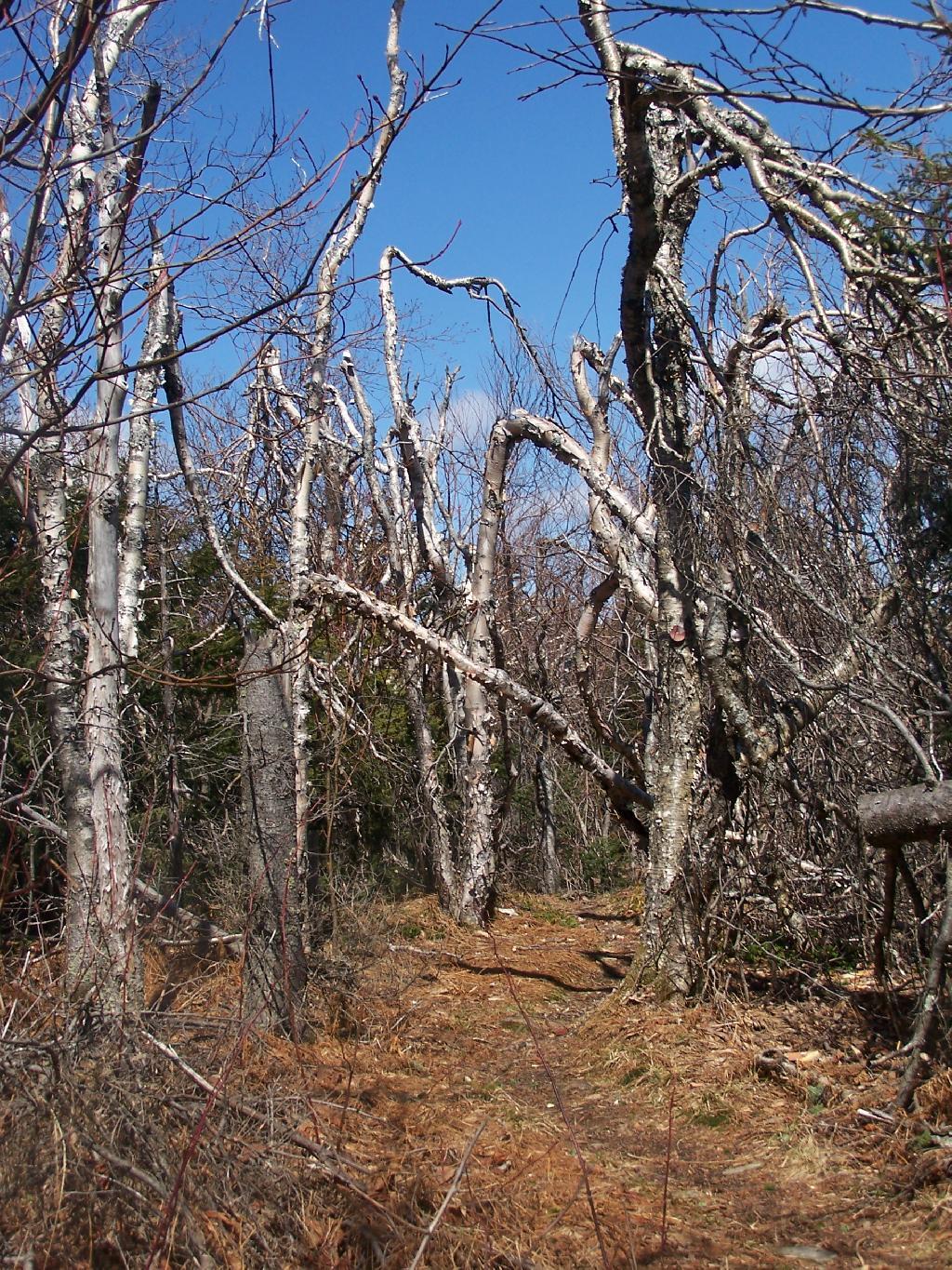 Photo: Snapped Trees