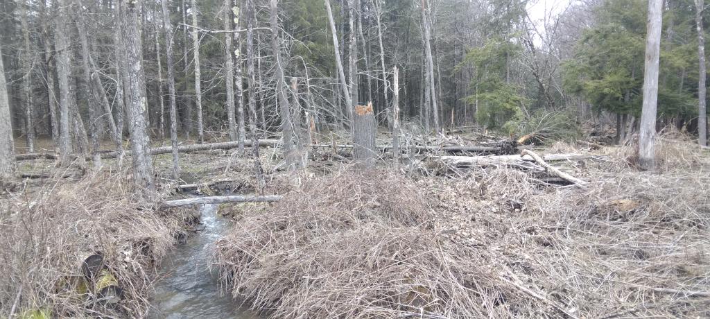 Photo: Wetlands on the Ten Mile Creek