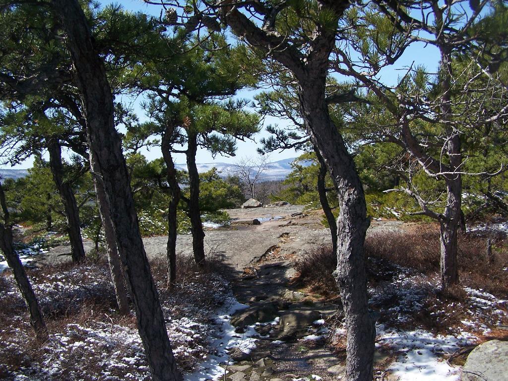 Photo: Thru the Woods