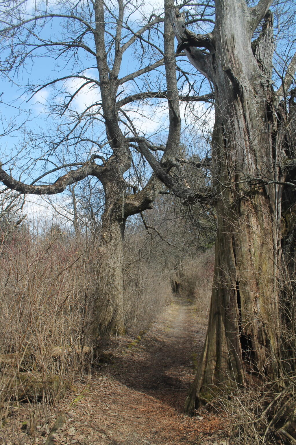 Photo: Trail