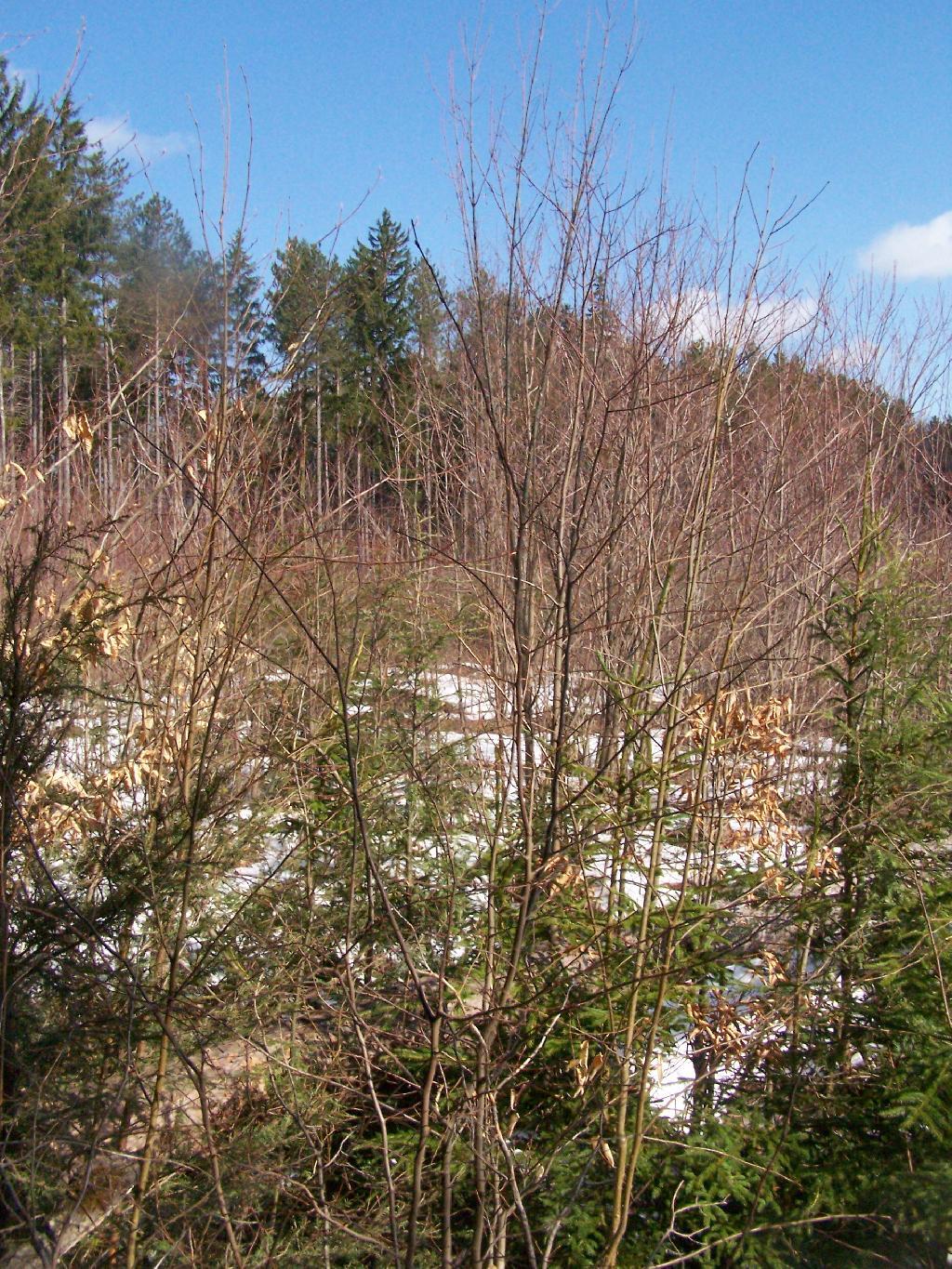 Photo: Shrubland