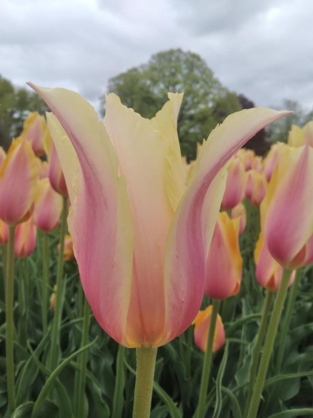 Photo: Tulip 🌷