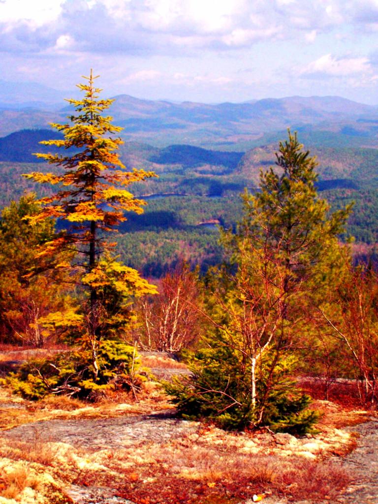 Photo: Trees