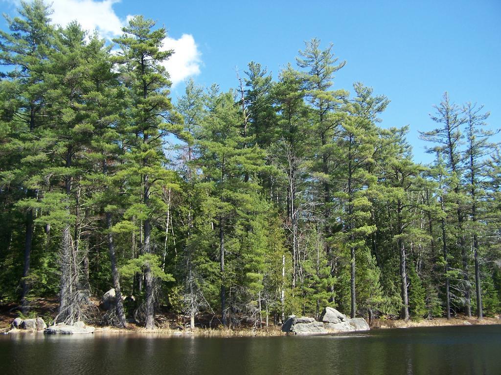 Photo: Trees