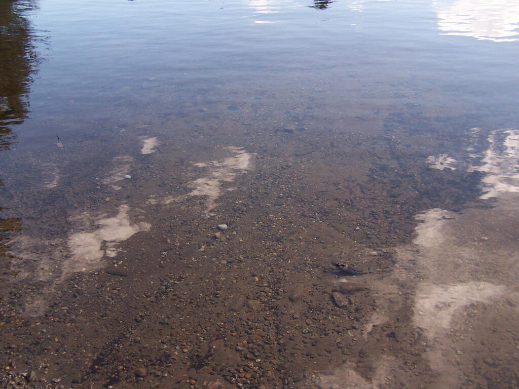 Photo: Crane Pond Shoreline