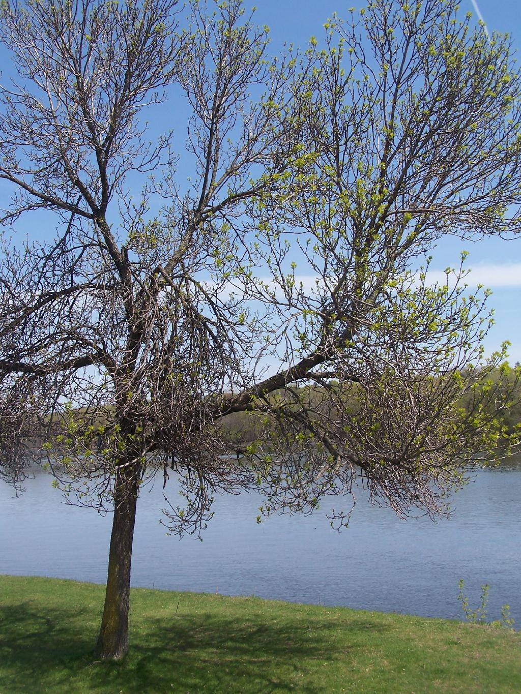 Photo: Tree By the Hudson River