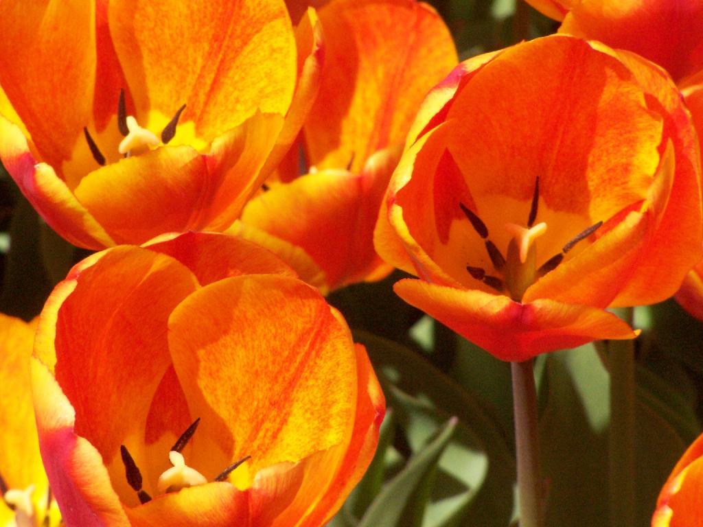 Photo: Red Tulips