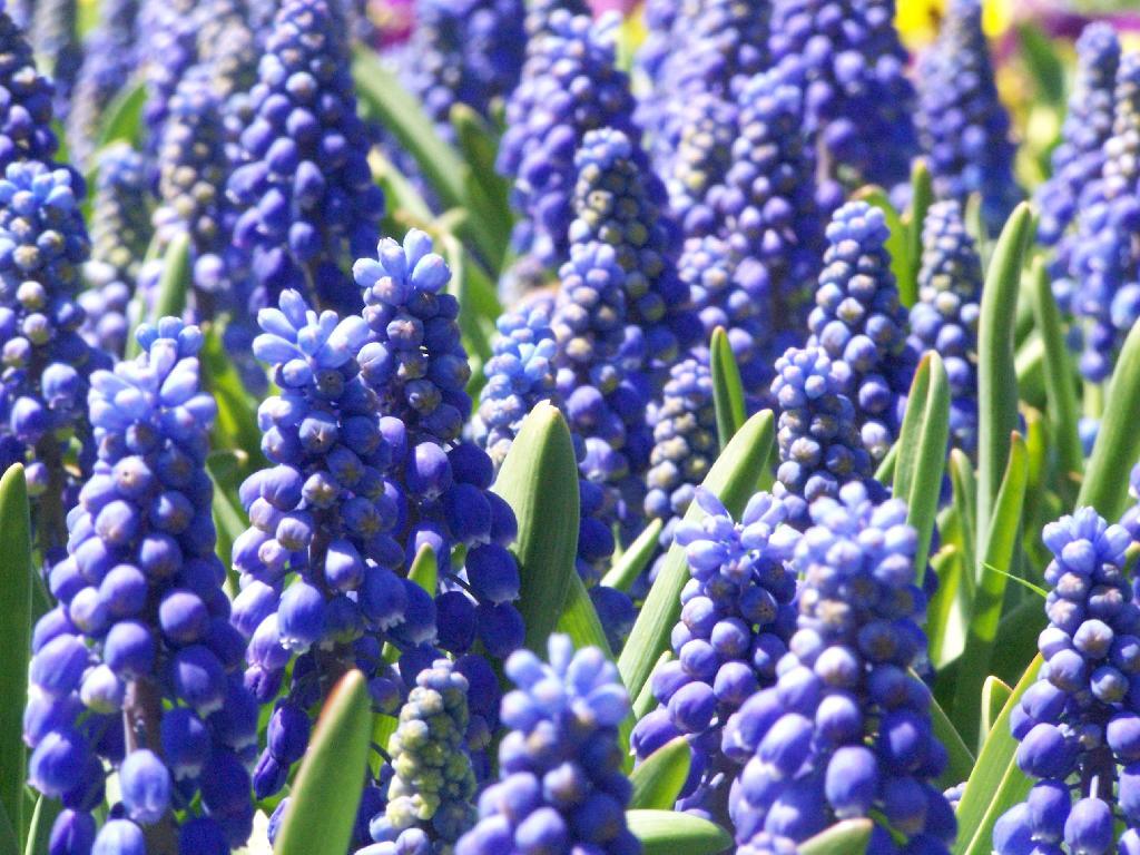 Photo: Grape Hyacinth Flowers