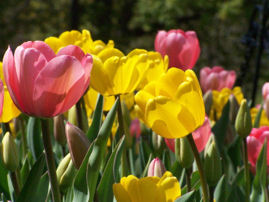 Photo: Pink and Yellow