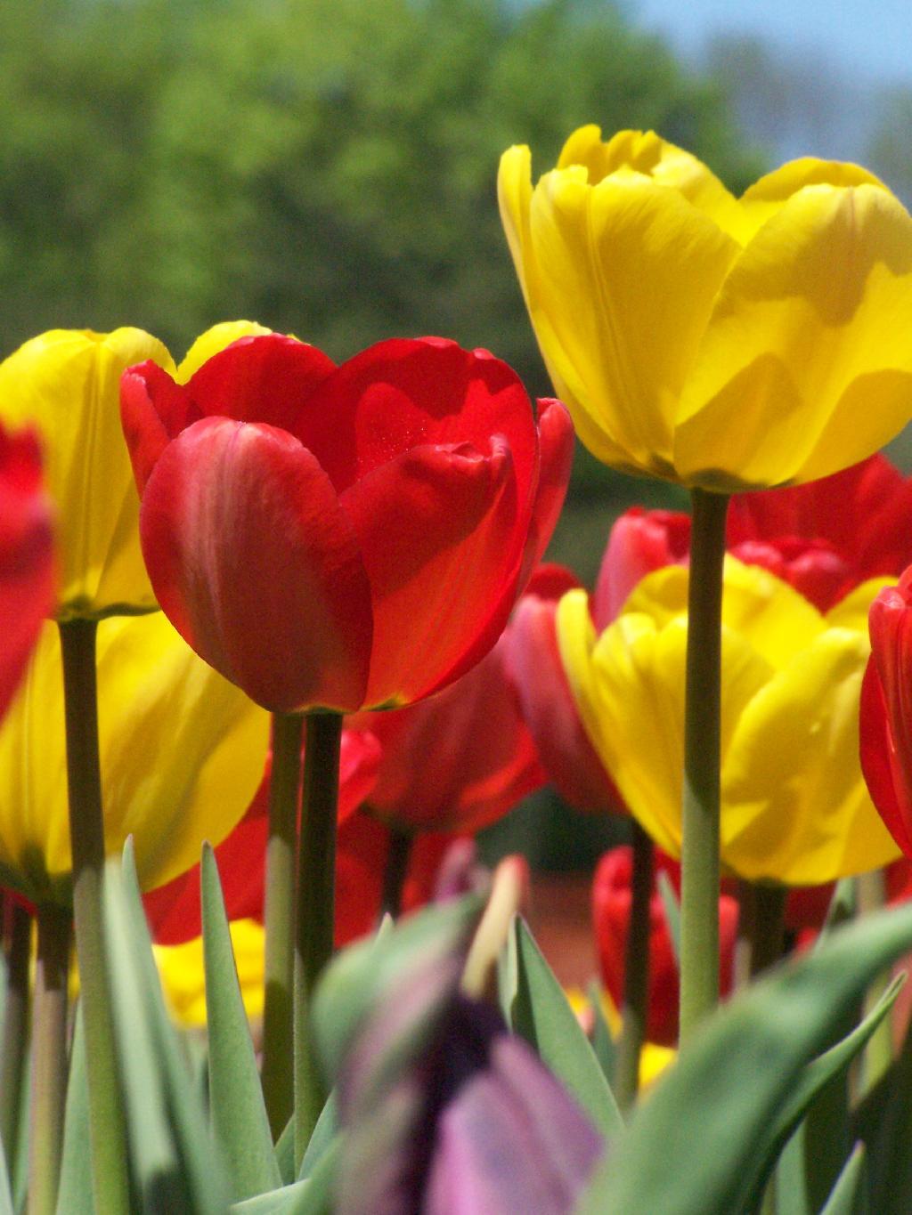 Photo: Red on Yellow