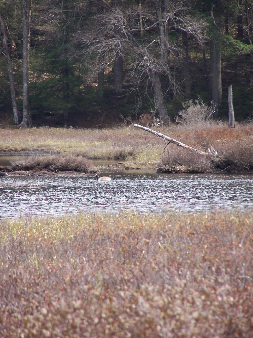 Photo: Canada Goose