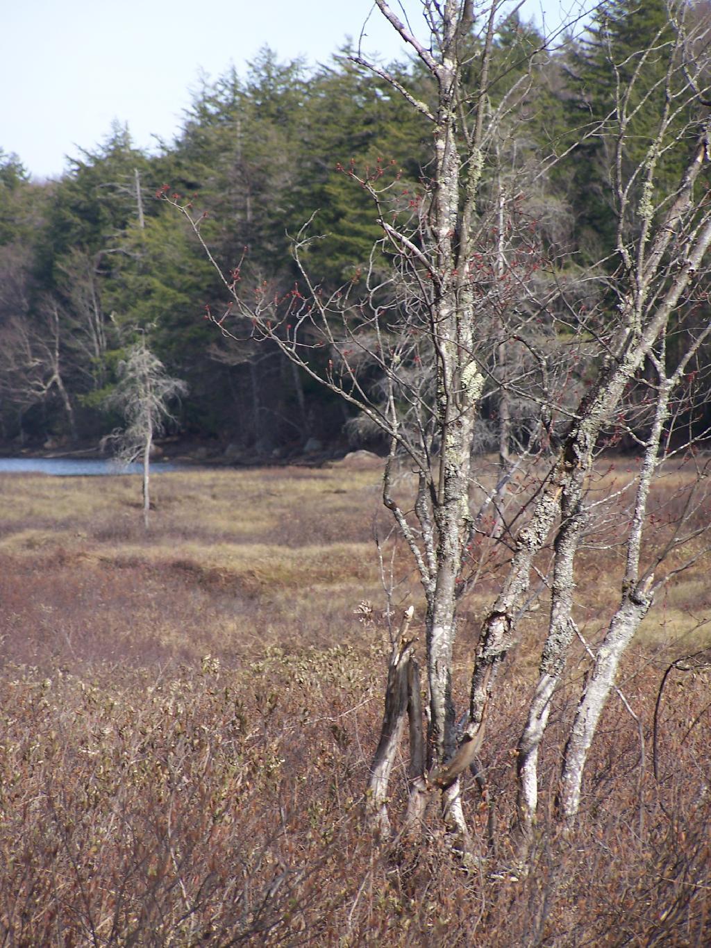 Photo: Wetlands at Good Luck Lake