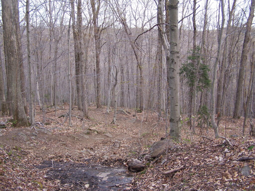 Photo: Mountains Through the Tree Line