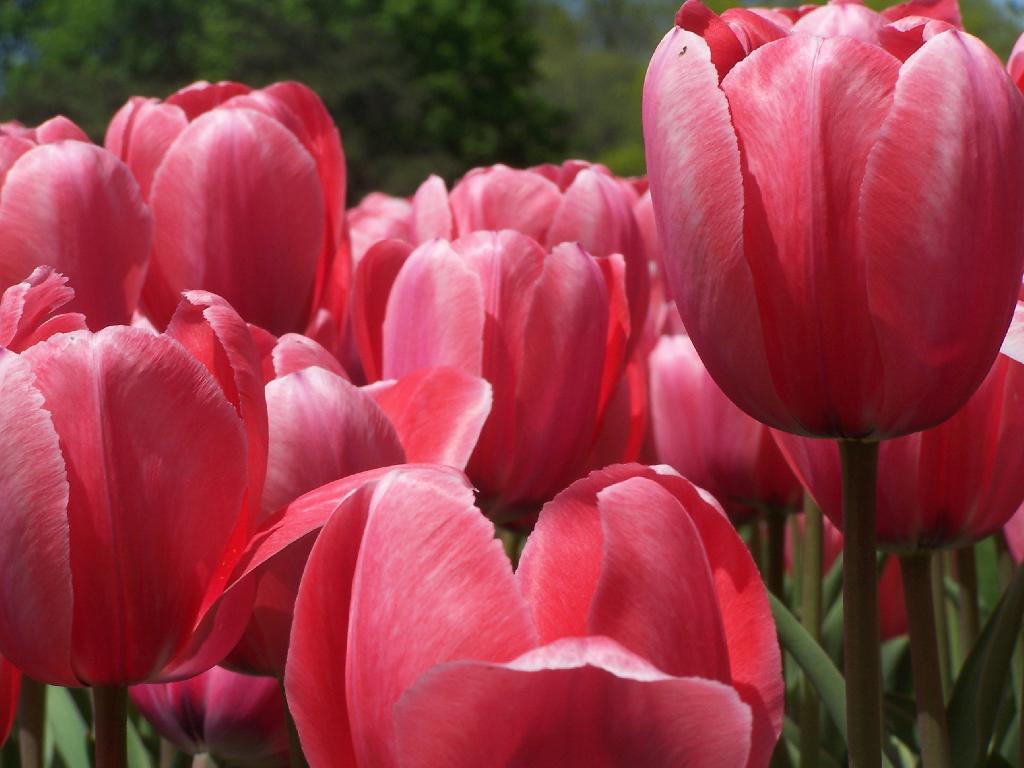 Photo: Pink
