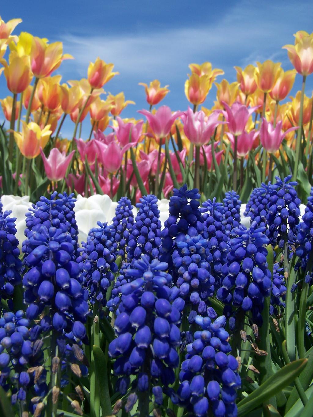 Photo: Purple, White, Pink, Orange, and Sky