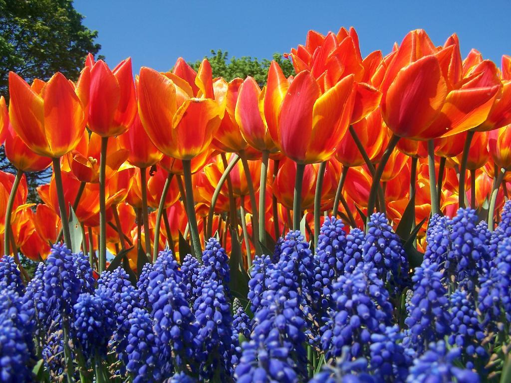 Photo: Red, Blue, and Blue Sky