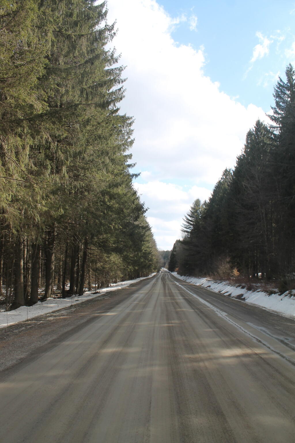Photo: New Michigan Forest Road Photo: New Michigan Forest Road