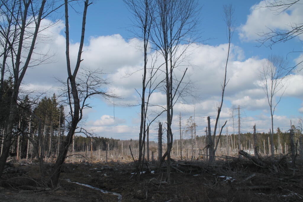 Photo: Recent Cut Photo: Recent Cut