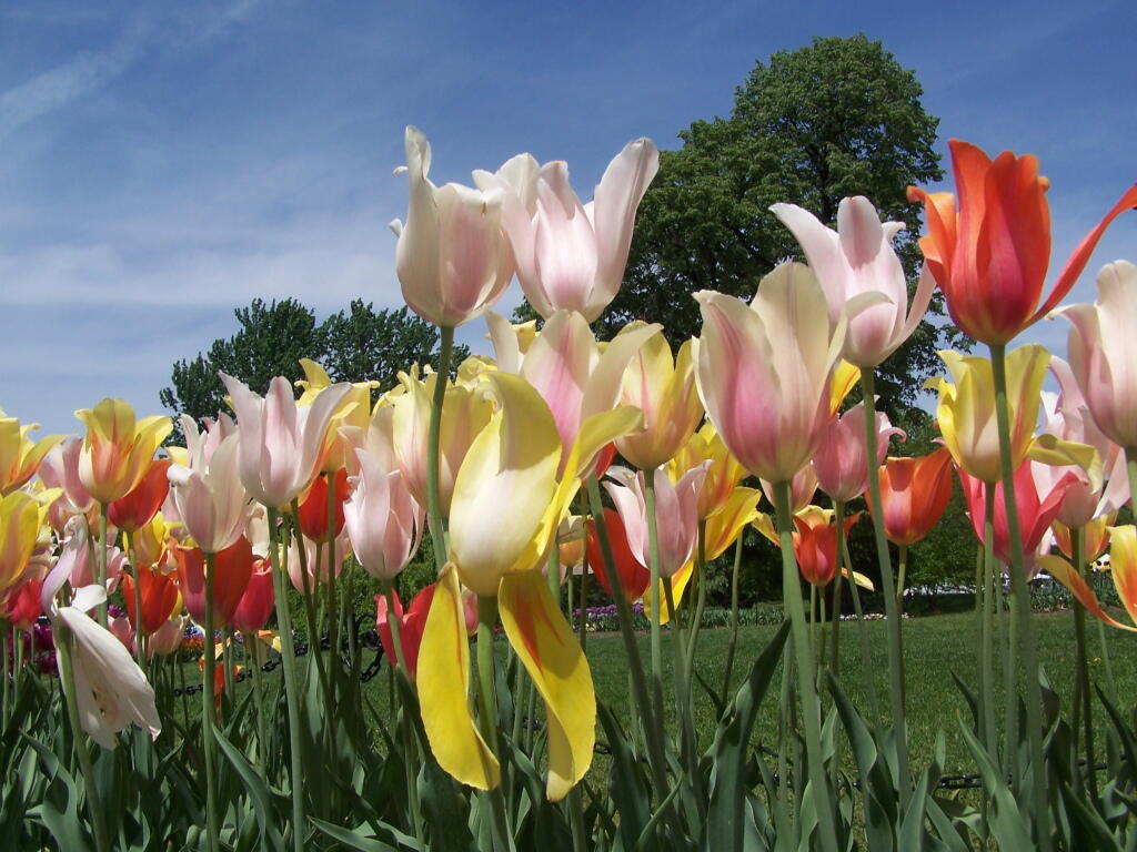 Photo: Tulips