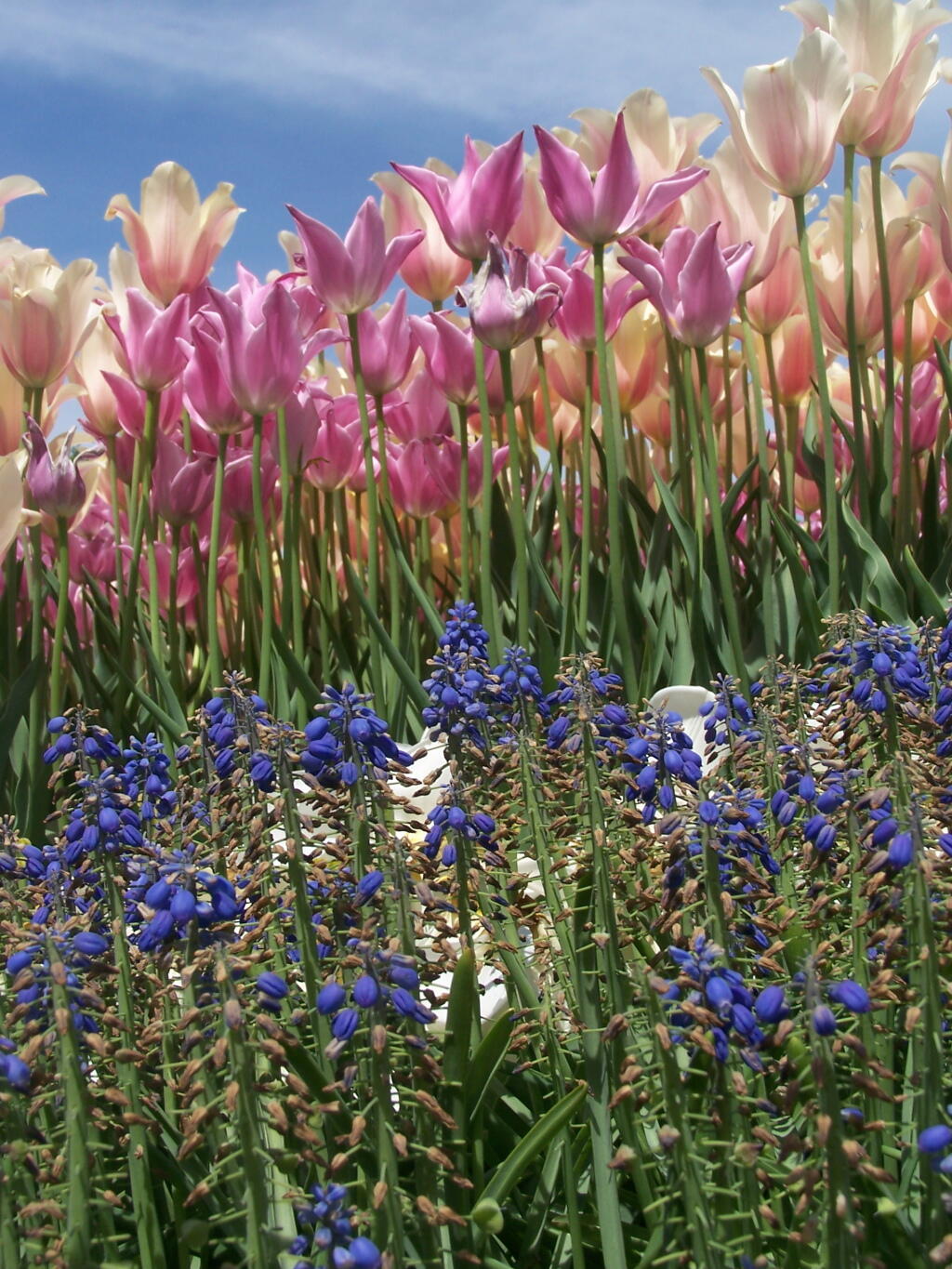 Photo: Pink, White, Blue