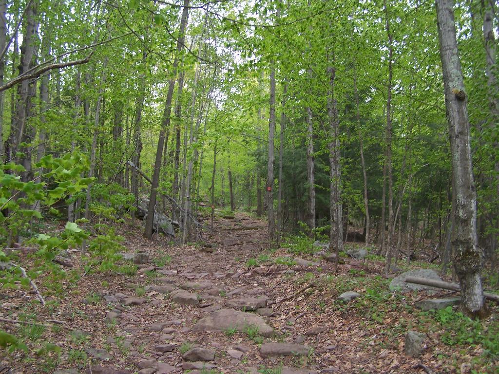 Photo: Old Woods Road