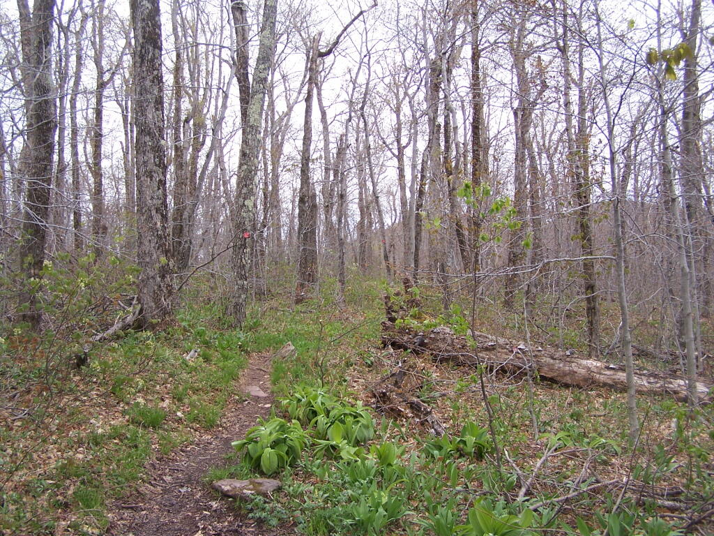 Photo: Along Trail Heading to Camel's Hump