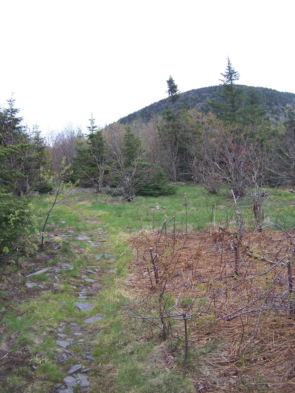 Photo: Flat Col Between Camels Hump and Thomas Cole