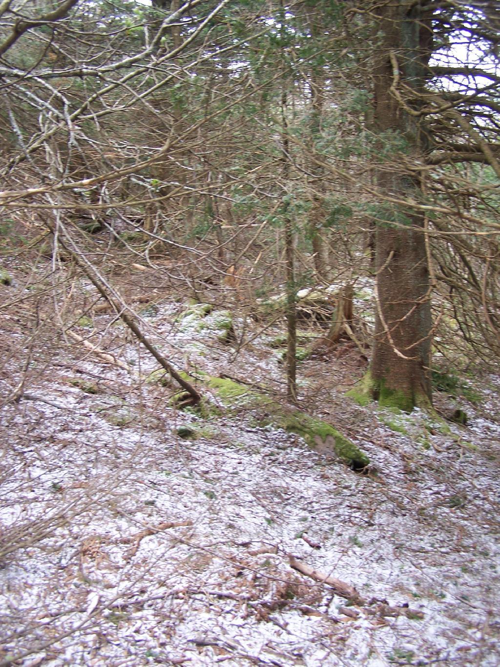 Photo: Dusting of Snow on Thomas Cole