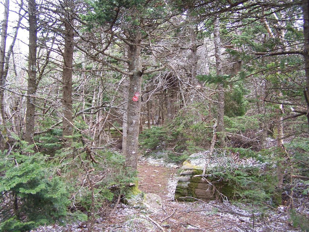 Photo: Dense Forest on Thomas Cole